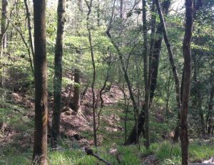 Headed to the Weeping Ridge