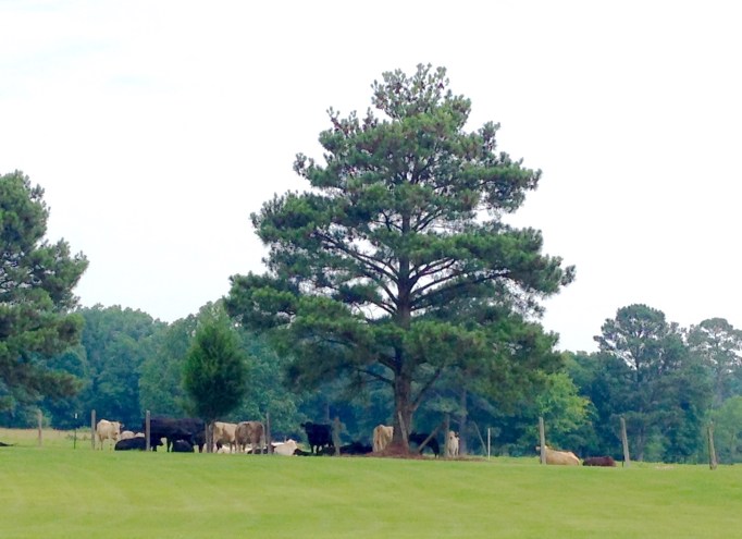Cow pasture behind the Bays