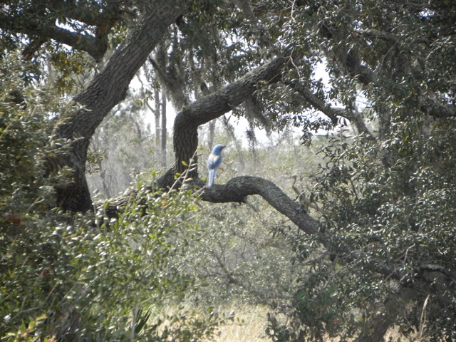 TheTumbleLees Florida Scrub Jay
