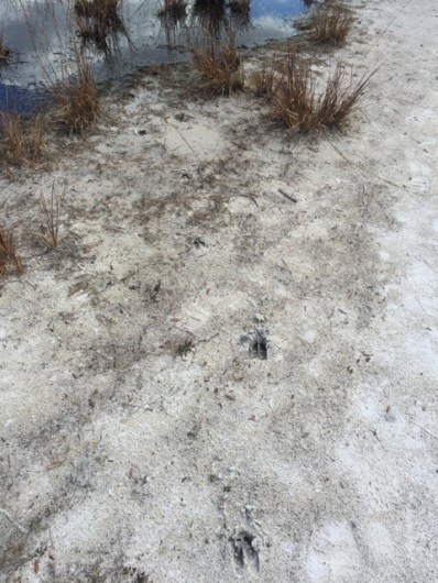 The TumbleLees IMG_0517