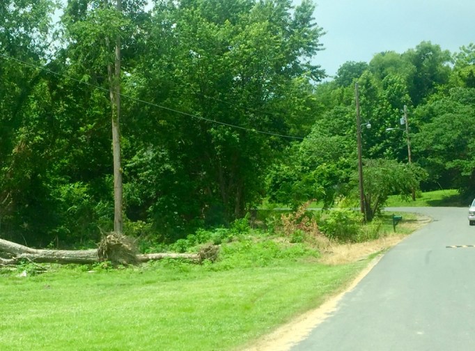 The TumbleLees IMG_3452