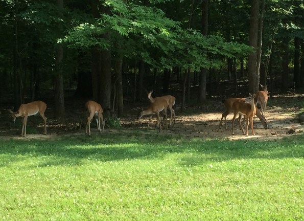 Deer greeted us!