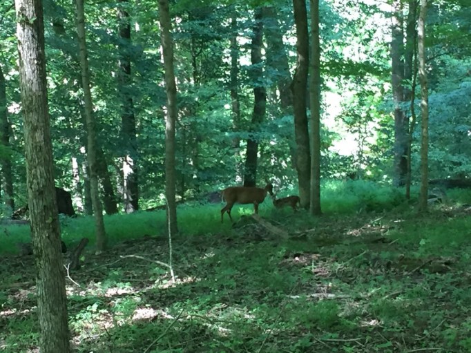 A Doe and her Fawn spotted while on the Heritage Walk